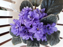 �� ��������