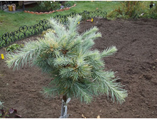 ����������� Blue Dwarf