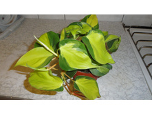 ����������� �������� �������� (