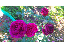 Astrid Grafin von Hardenberg (7).JPG