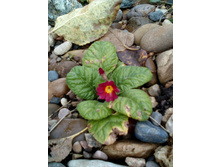 IMG 20171018 133743.jpg