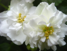 ��� ���� ��������