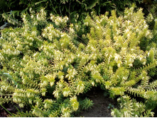 IMG 20171018 133945.jpg