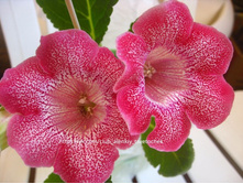 ������� � ����� ���������� ��������