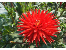 ����������� ���� (���� �� ���������)-50 ������