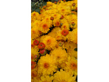 IMG 20170919 154458.jpg