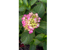 ��������� ������������� ������ �������