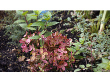 ��������� ����������� ������ ���� Rencolor