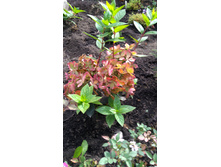 ��������� ����������� ������ ���� Rencolor