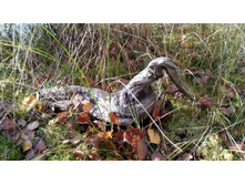 2017-10-08 13-53-51.JPG