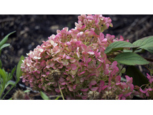 ������ �����