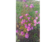 P 20171008 155305.jpg