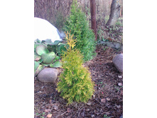 ������� ������� � ������