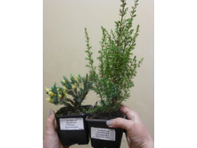 ������������ ������� � ���������