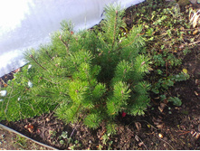 ����� ���� �������