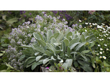 ������, ������� � ���������� �������� Snowland