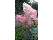 ��������� ������ �����