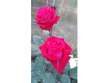 Black Prince (6).JPG