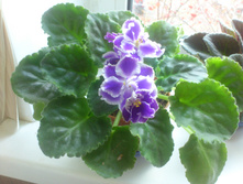 ������ �������