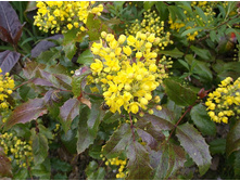 ������� �������������