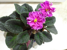 �� - ������ �������