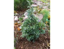 ����������� ������������� ��������