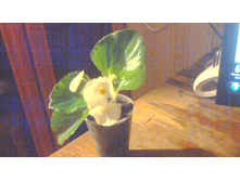 ������� ������������� �����