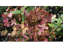 ��������� ����������� ������ ���� Rencolor