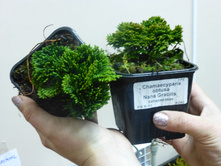 ����������� ���� ��������