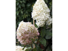 �������� �������