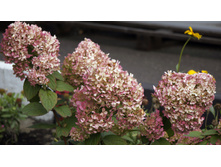 ������ �����