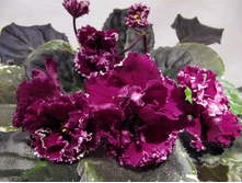 ��-����� ���