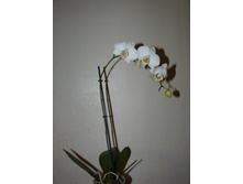 ����� ����������