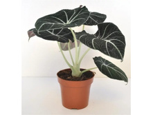 �������� ���� ������� - 600 ���.