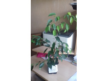 ����� ����������