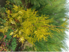 ��� �������� Elloy Ribbon   275+%