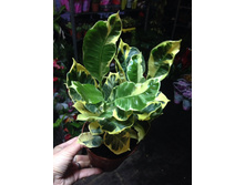 ����� ��� ������ � ��������� ��� !!!!!