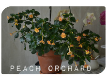 Peach.jpg
