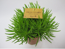 ���������� (�������) ������� - Senecio Himalaya