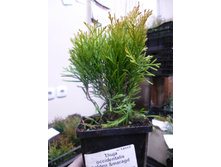 ��� ������ �������