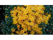 IMG 20170918 0826341.jpg