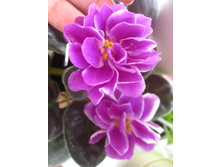 �� ��������� �������