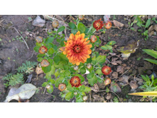 P 20171008 155114.jpg