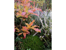 IMG 20171018 133909.jpg