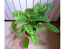 ������� �����������