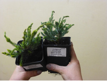 ������������ ���������� ��� �������