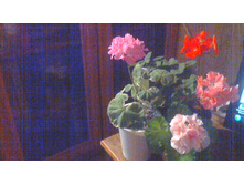 �������� ���������� ��������� � ������� 2017 �