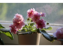 �� �������