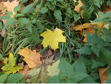 DSCF0915.jpg