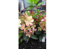 ��������� ����������� ������ ���� Rencolor